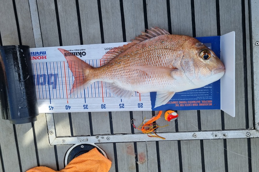 Doug Anderson  caught this 37.0cm Snapper at Kawau during The Hirepool Baitmates Fishing Comp