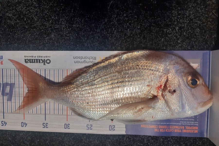 Karen Barnao caught this 39.0cm Snapper at Doves bay  during The Hirepool Baitmates Fishing Comp