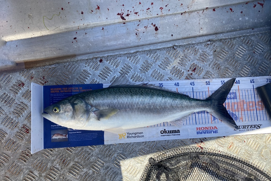 Josiah Atkinson caught this 54.0cm Kahawai at Whakatane during The Hirepool Baitmates Fishing Comp