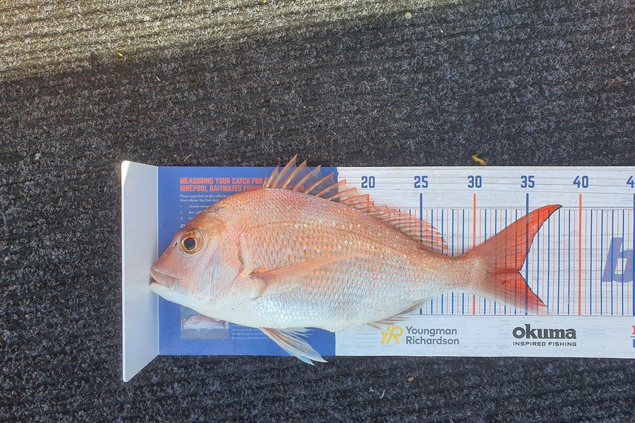 Barry Needham caught this 34.0cm Snapper at Whakatane during The Hirepool Baitmates Fishing Comp