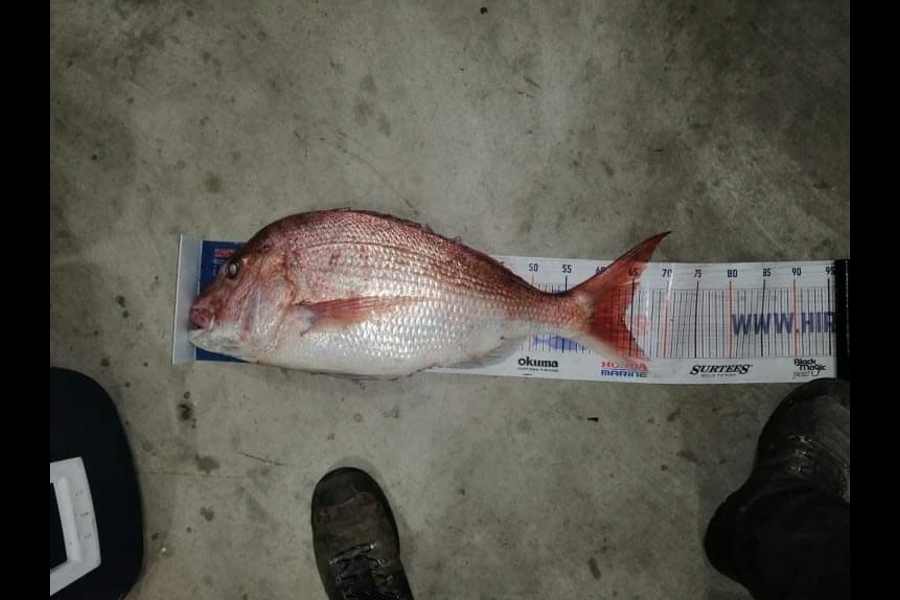 Colleen  Archer  caught this 63.5cm Snapper at Tauranga  during The Hirepool Baitmates Fishing Comp