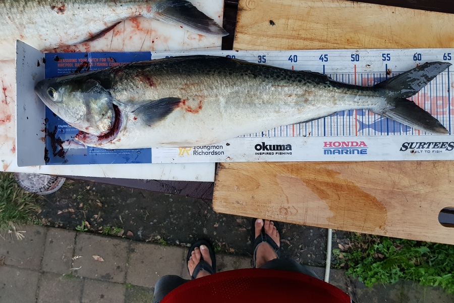 Charles Moller caught this 58.0cm Kahawai at West coast during The Hirepool Baitmates Fishing Comp
