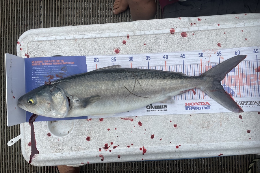 Tristan Tahata caught this 54.5cm Kahawai at Albatross point taharoa west coast  during The Hirepool Baitmates Fishing Comp