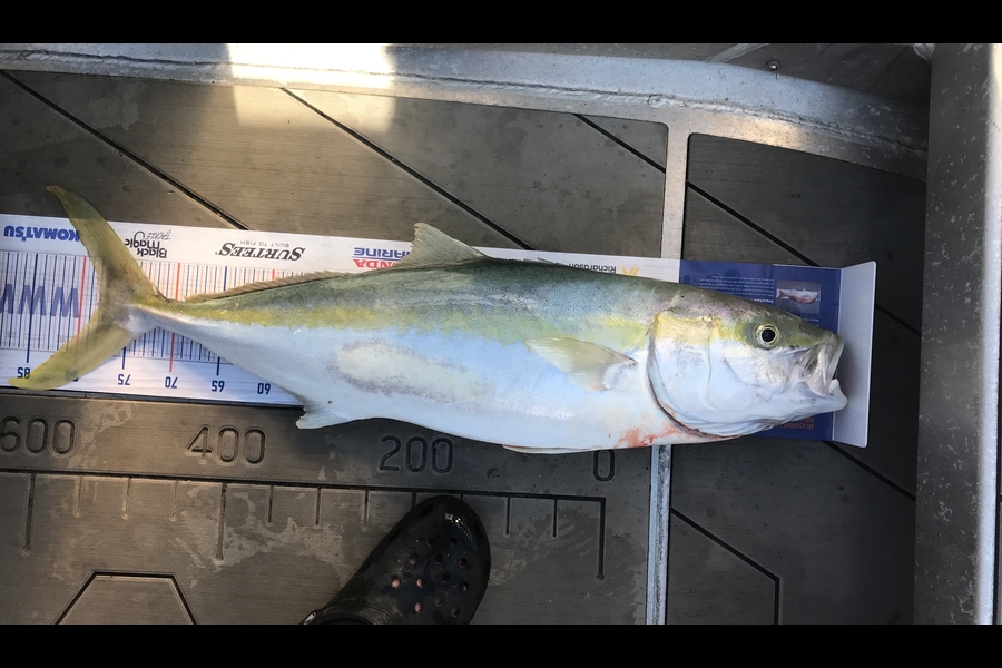 David Monagan caught this 78.0cm Kingfish at Pourerere  during The Hirepool Baitmates Fishing Comp