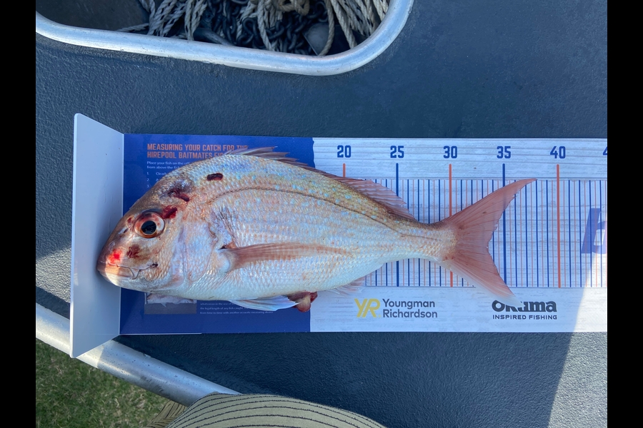 Mitchell Sweetman caught this 33.0cm Snapper at Mount Maunganui  during The Hirepool Baitmates Fishing Comp