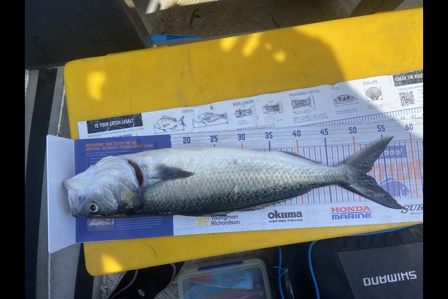 Mitchell Sweetman caught this 51.5cm Kahawai at Mount Maunganui  during The Hirepool Baitmates Fishing Comp