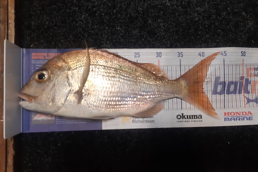 Karen Barnao caught this 40.0cm Snapper at Crowles Bay, Bay of islands  during The Hirepool Baitmates Fishing Comp