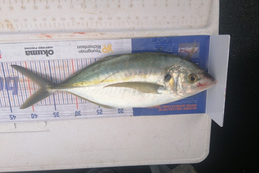 Mark O'Regan caught this 37.5cm Trevally at Bream Head during The Hirepool Baitmates Fishing Comp