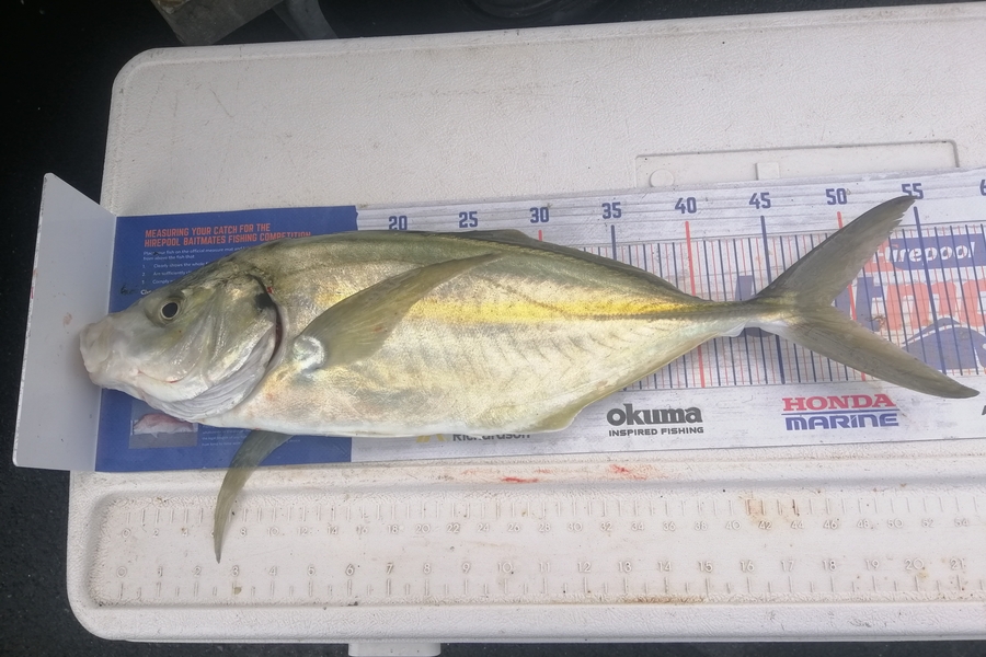 Larry Temperley caught this 48.5cm Trevally at Bream Head during The Hirepool Baitmates Fishing Comp