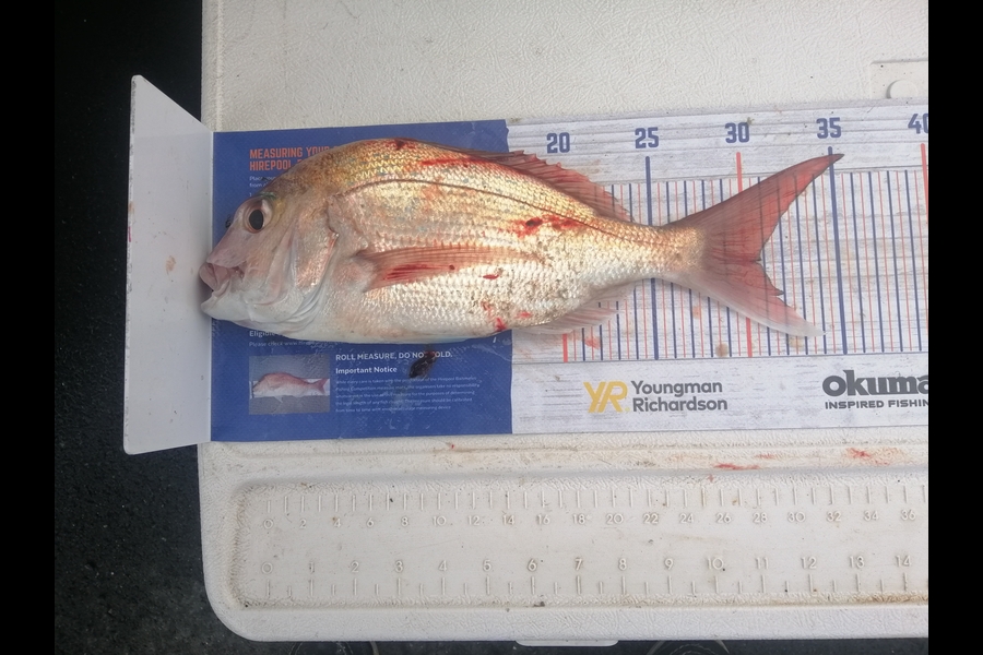 Larry Temperley caught this 30.5cm Snapper at Bream Head during The Hirepool Baitmates Fishing Comp