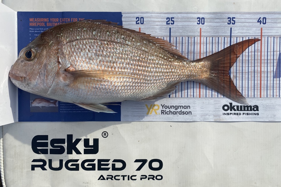 John Cuttance caught this 34.5cm Snapper at Tauranga  during The Hirepool Baitmates Fishing Comp