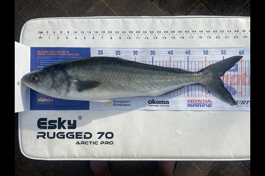 John Cuttance caught this 54.0cm Kahawai at Tauranga  during The Hirepool Baitmates Fishing Comp