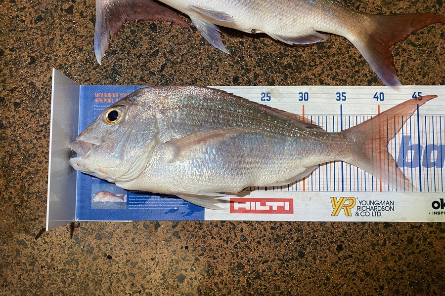 Shawn Beer caught this 40.5cm Snapper at Pauanui during The Hirepool Baitmates Fishing Comp