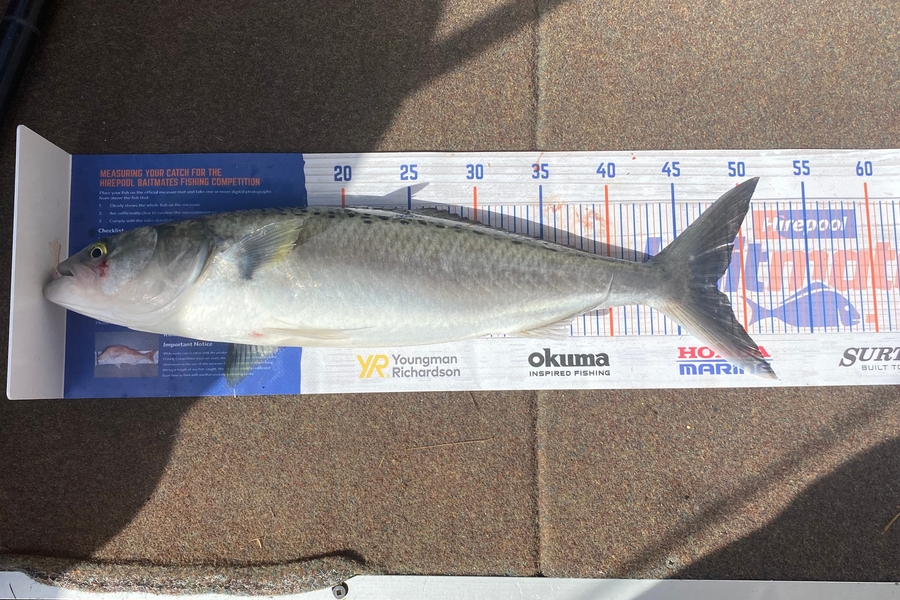 Noah Leaning caught this 48.0cm Kahawai at Cooks beach during The Hirepool Baitmates Fishing Comp