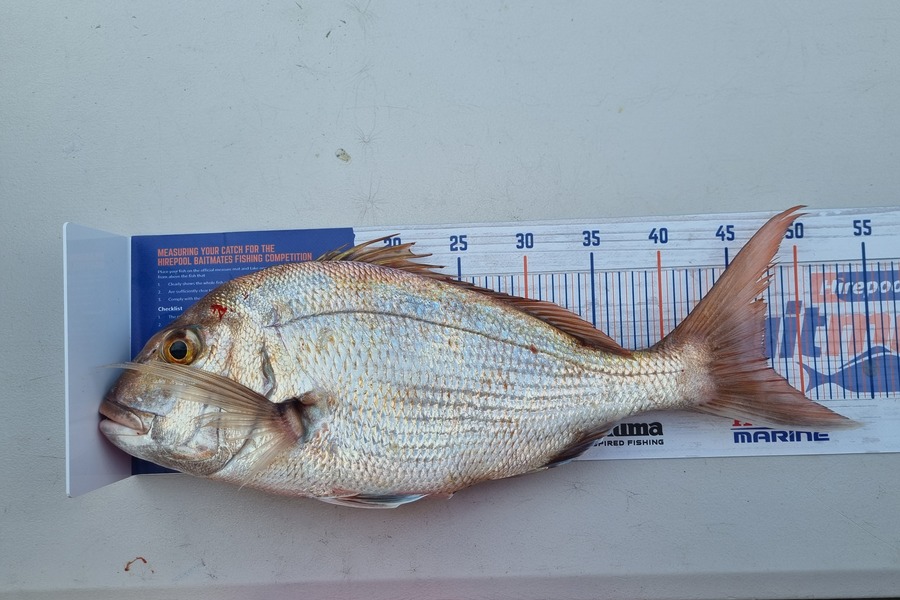 Regan Tairua caught this 47.5cm Snapper at Firth of Thames during The Hirepool Baitmates Fishing Comp
