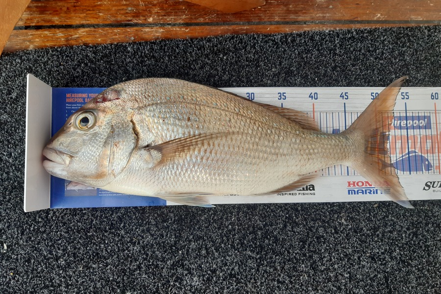 Karen Barnao caught this 51.5cm Snapper at Crowles Bay, Bay of islands  during The Hirepool Baitmates Fishing Comp