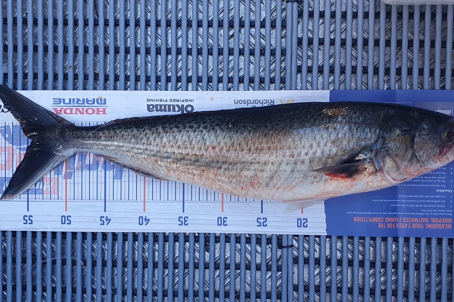 Logan Woods caught this 54.5cm Kahawai at Mana during The Hirepool Baitmates Fishing Comp