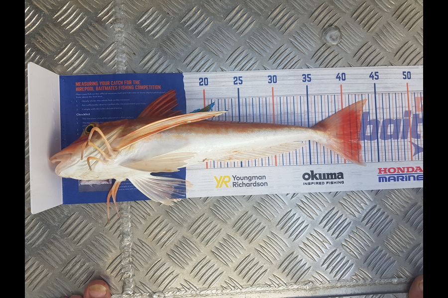 Levi kendall caught this 42.5cm Gurnard at New Plymouth  during The Hirepool Baitmates Fishing Comp
