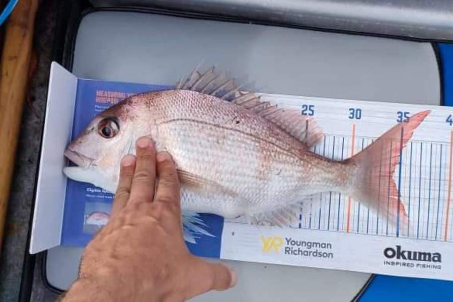 Lisa Johnson caught this 34.0cm Snapper at Papamoa during The Hirepool Baitmates Fishing Comp