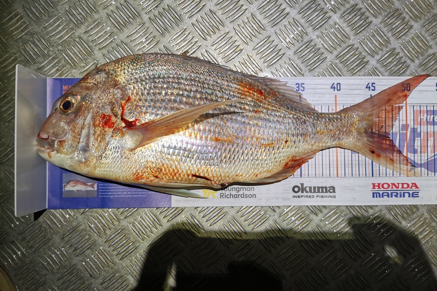 Tyler Cox caught this 47.0cm Snapper at Golden bay  during The Hirepool Baitmates Fishing Comp