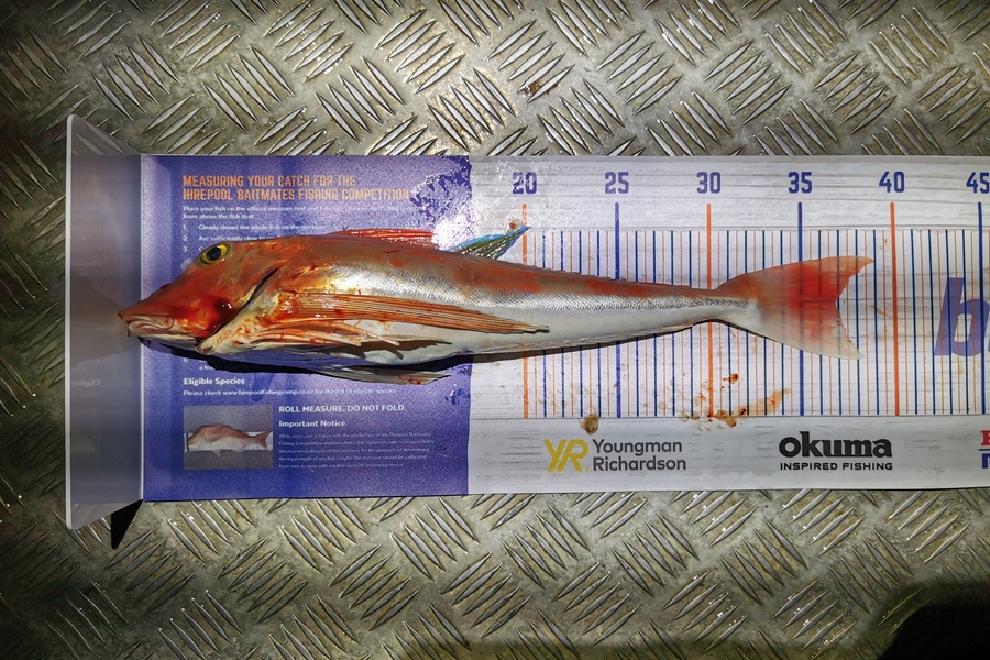 Tyler Cox caught this 36.5cm Gurnard at Golden bay  during The Hirepool Baitmates Fishing Comp