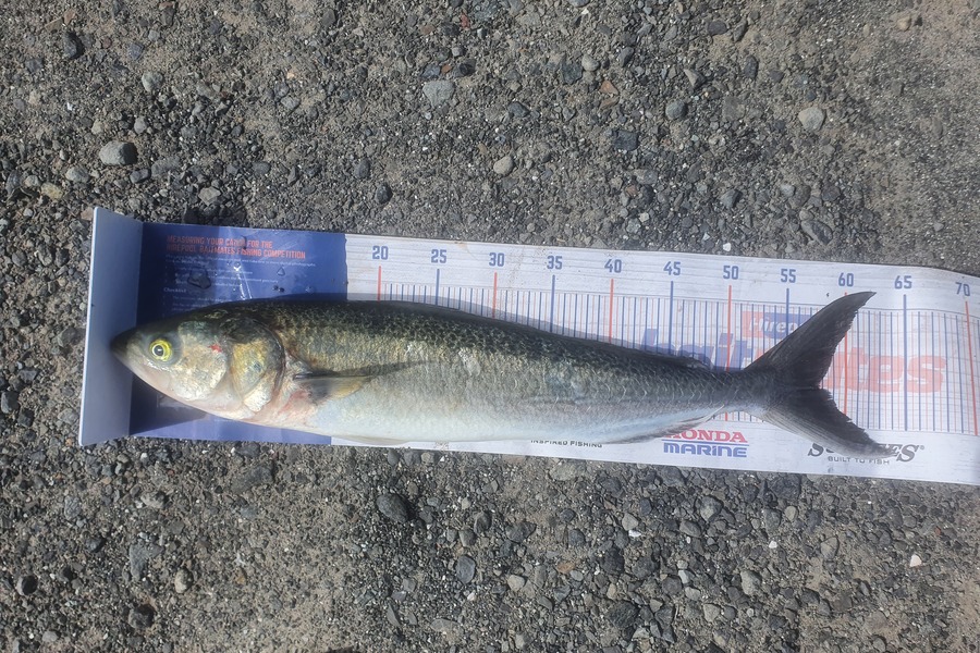 Ben Cullen caught this 57.5cm Kahawai at Houhora during The Hirepool Baitmates Fishing Comp