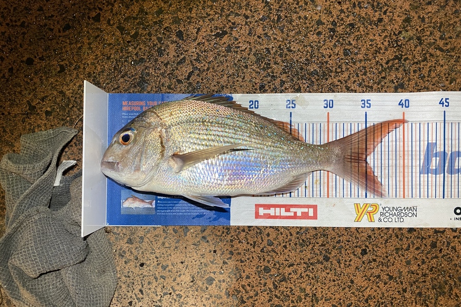Shawn Beer caught this 35.0cm Snapper at Pauanui during The Hirepool Baitmates Fishing Comp