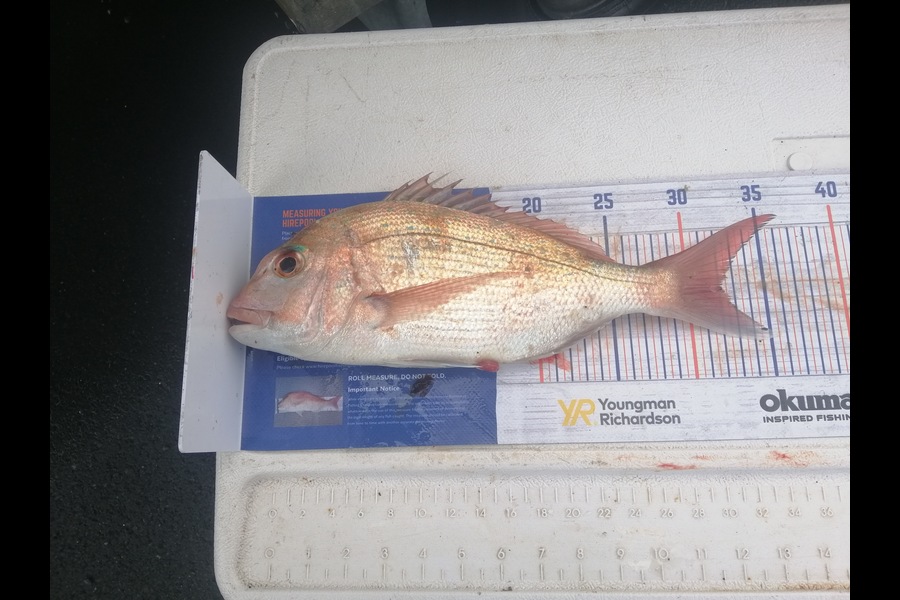 Mark O'Regan caught this 32.0cm Snapper at Bream Head during The Hirepool Baitmates Fishing Comp