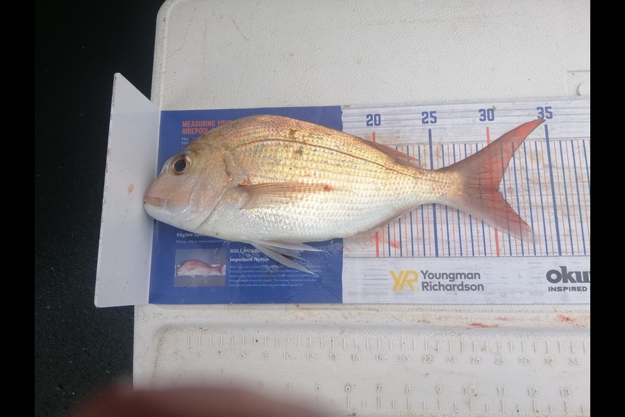 Larry Temperley caught this 30.5cm Snapper at Bream Head during The Hirepool Baitmates Fishing Comp