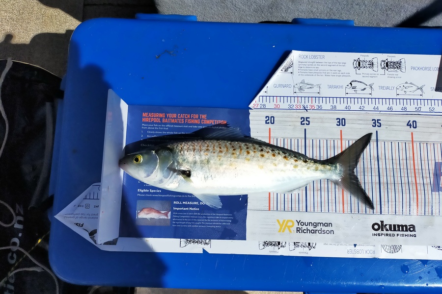 Len Clarke caught this 31.5cm Kahawai at Berghans Point during The Hirepool Baitmates Fishing Comp