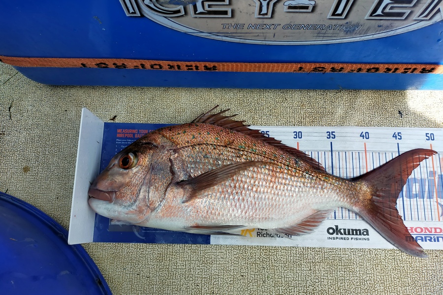 Len Clarke caught this 43.5cm Snapper at Berghans Point during The Hirepool Baitmates Fishing Comp