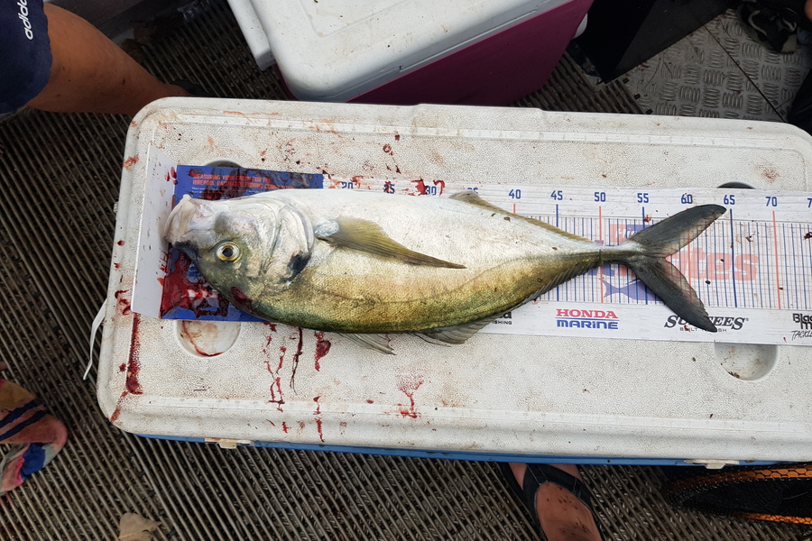 Charles Moller caught this 57.0cm Trevally at West coast during The Hirepool Baitmates Fishing Comp
