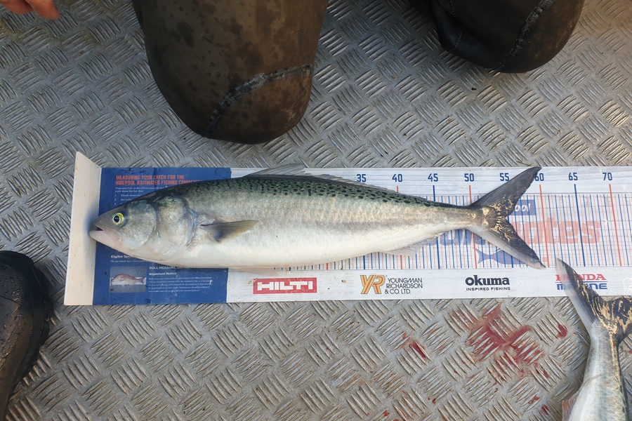 Rodney Niven caught this 54.0cm Kahawai at Mana during The Hirepool Baitmates Fishing Comp
