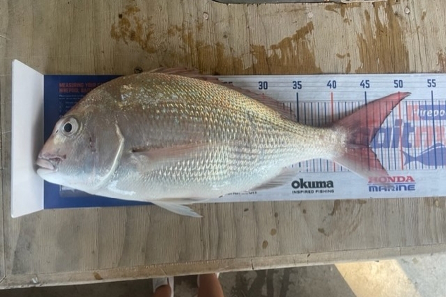 Hayden  Lamb caught this 45.0cm Snapper at Mahia during The Hirepool Baitmates Fishing Comp