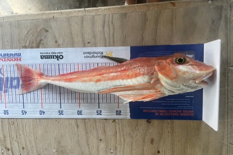 Hayden  Lamb caught this 45.0cm Gurnard at Mahia during The Hirepool Baitmates Fishing Comp