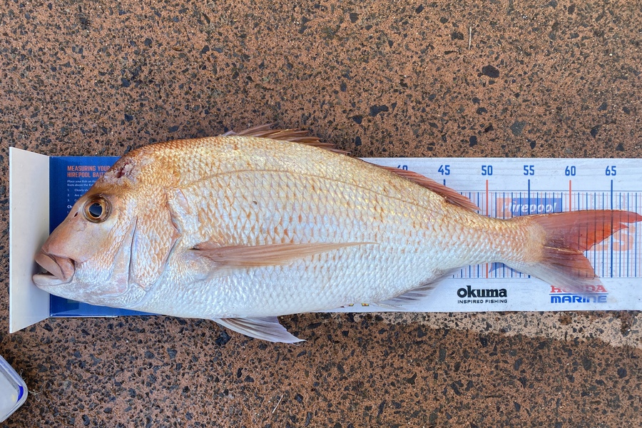Shawn Beer caught this 61.5cm Snapper at Pauanui  during The Hirepool Baitmates Fishing Comp