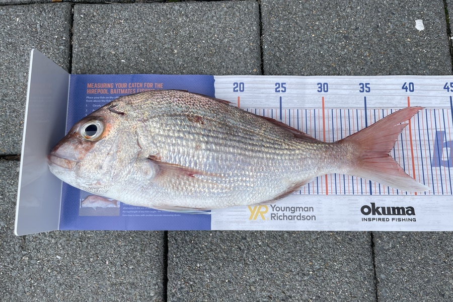 Brad Stansell caught this 37.0cm Snapper at Kawau during The Hirepool Baitmates Fishing Comp