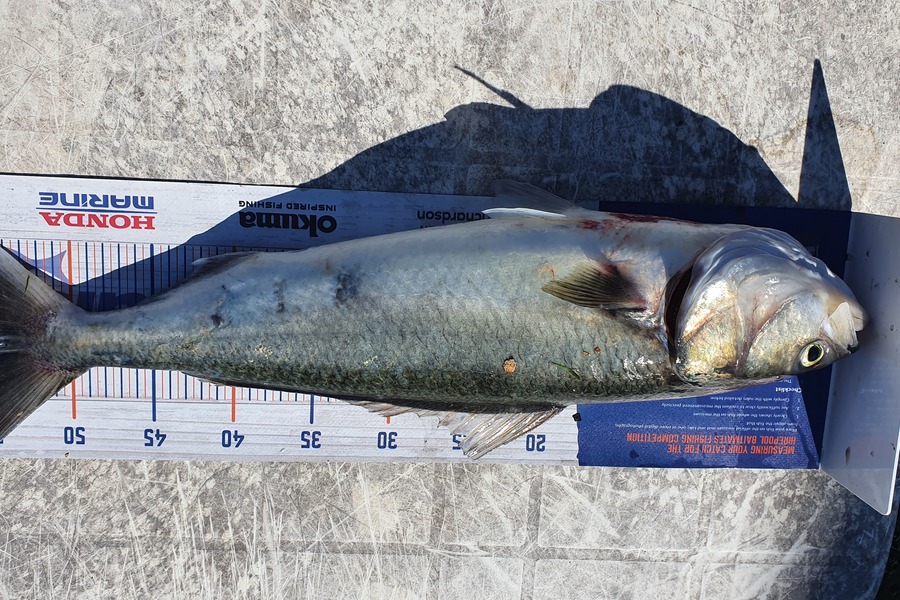 Shane Robinson caught this 54.0cm Kahawai at Firth of thames during The Hirepool Baitmates Fishing Comp