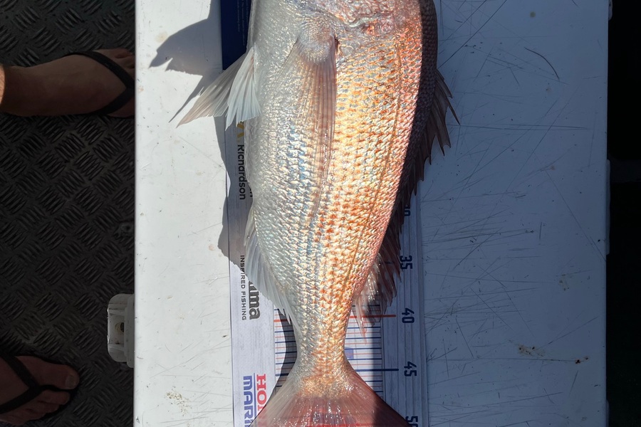 Rob Taylor caught this 51.0cm Snapper at Little barrier during The Hirepool Baitmates Fishing Comp