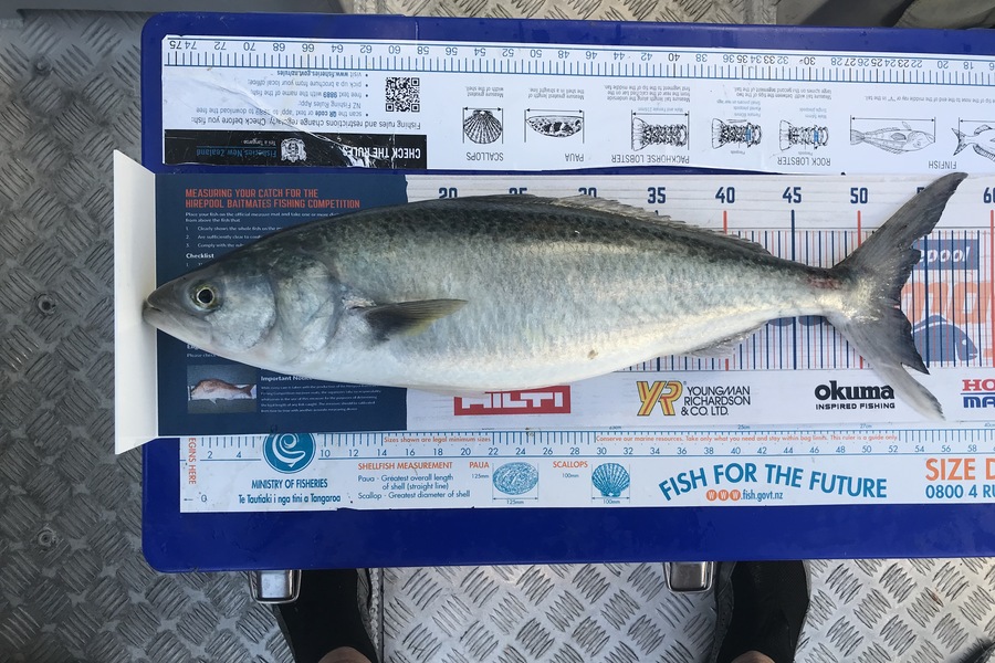 Bob Lewis caught this 53.0cm Kahawai at Tauranga during The Hirepool Baitmates Fishing Comp