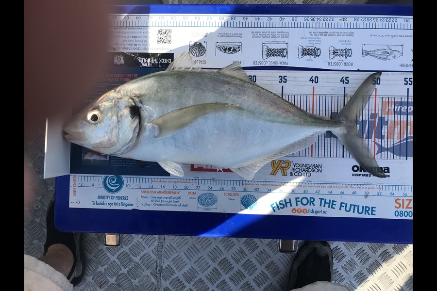 Bob Lewis caught this 47.0cm Trevally at Tauranga during The Hirepool Baitmates Fishing Comp