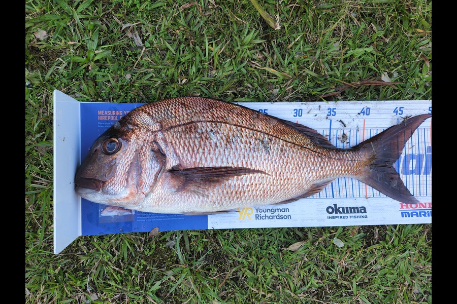 Scott Webb caught this 44.0cm Snapper at Coromandel during The Hirepool Baitmates Fishing Comp