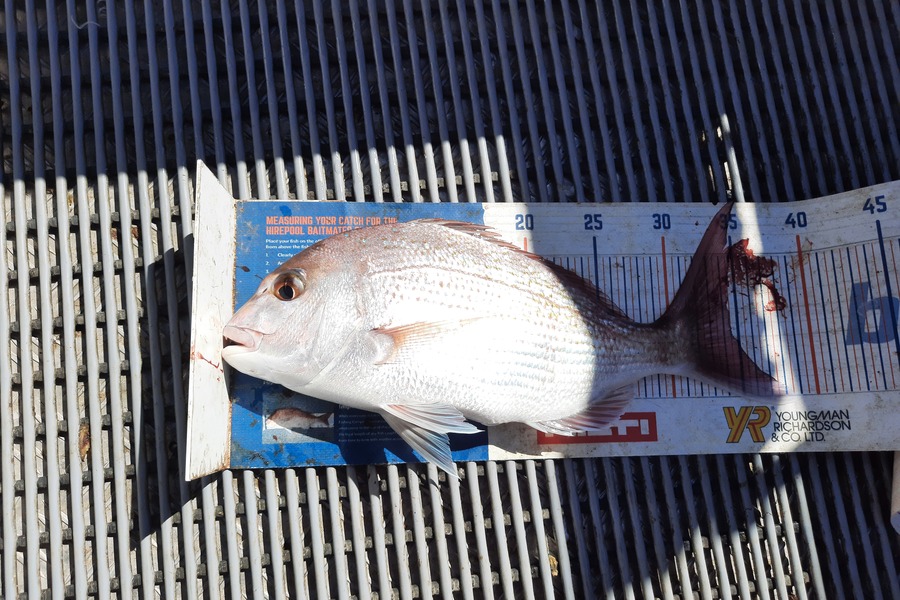 Jayden Emtage caught this 34.5cm Snapper at Kaipara harbour during The Hirepool Baitmates Fishing Comp