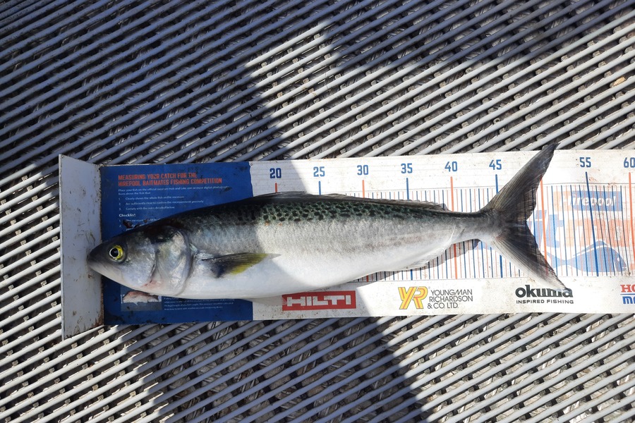Jayden Emtage caught this 48.0cm Kahawai at Kaipara harbour during The Hirepool Baitmates Fishing Comp