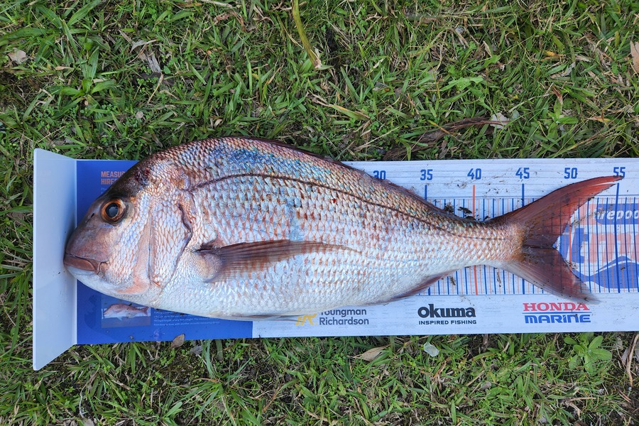 Jared Clarke caught this 48.0cm Snapper at Whitianga during The Hirepool Baitmates Fishing Comp