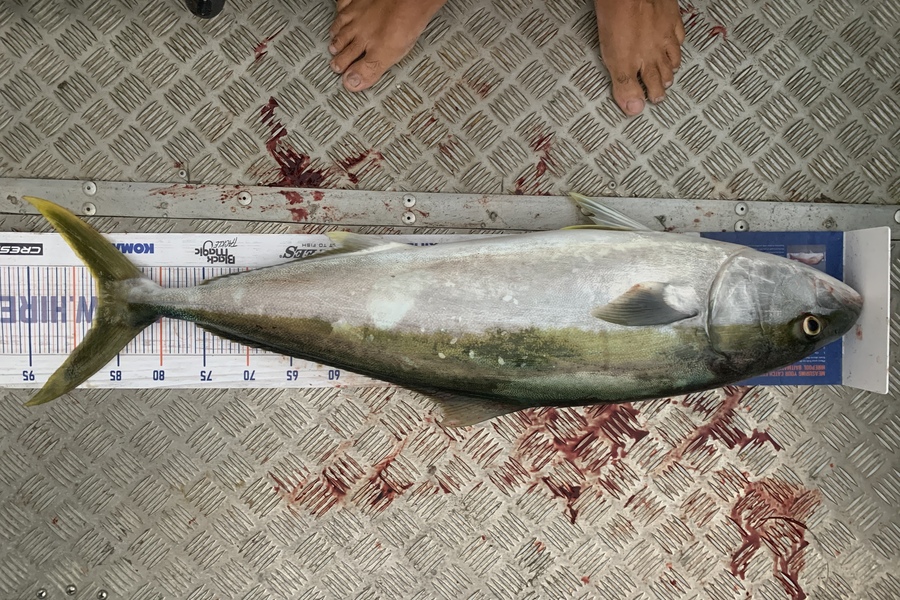 Shane Stanley caught this 87.5cm Kingfish at Flat rock during The Hirepool Baitmates Fishing Comp