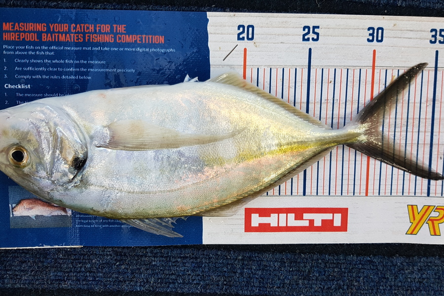 Glenn Lucas caught this 30.5cm Trevally at Kawau  during The Hirepool Baitmates Fishing Comp