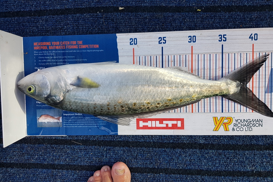 Glenn Lucas caught this 39.0cm Kahawai at Kawau  during The Hirepool Baitmates Fishing Comp