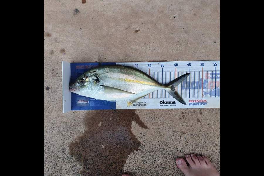 Brendan  Slee  caught this 39.5cm Trevally at Hauraki Gulf  during The Hirepool Baitmates Fishing Comp