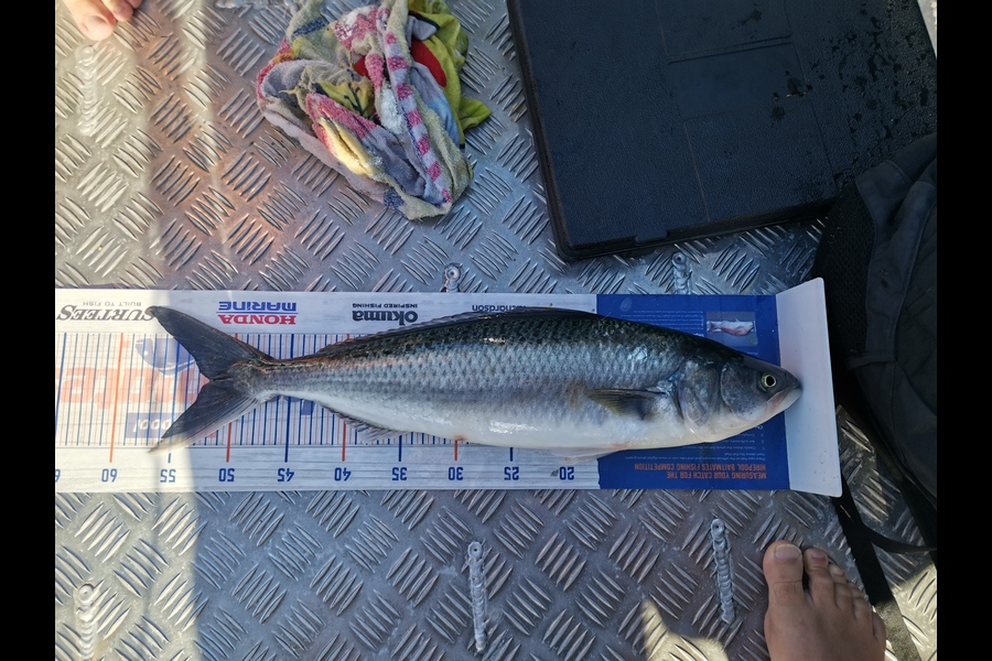 Brendan  Slee  caught this 51.5cm Kahawai at Hauraki Gulf  during The Hirepool Baitmates Fishing Comp